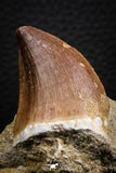 07847 - Top Huge 1.44 Inch Mosasaur (Prognathodon anceps) Tooth in Matrix Late Cretaceous