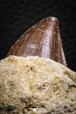 07847 - Top Huge 1.44 Inch Mosasaur (Prognathodon anceps) Tooth in Matrix Late Cretaceous
