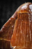 05060 - Top Rare 0.21 Inch Hamadasuchus rebouli Crocodile Tooth Cretaceous KemKem Beds