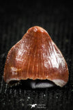 05060 - Top Rare 0.21 Inch Hamadasuchus rebouli Crocodile Tooth Cretaceous KemKem Beds
