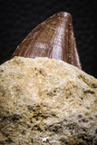 07847 - Top Huge 1.44 Inch Mosasaur (Prognathodon anceps) Tooth in Matrix Late Cretaceous