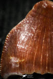 05060 - Top Rare 0.21 Inch Hamadasuchus rebouli Crocodile Tooth Cretaceous KemKem Beds