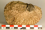 30771 - Well Preserved 0.89 Inch Metacanthina issoumourensis Lower Devonian