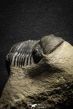 22051 - Top Association Paralejurus spatuliformis + Scabriscutellum sp. Lower Devonian Trilobites