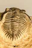 30771 - Well Preserved 0.89 Inch Metacanthina issoumourensis Lower Devonian
