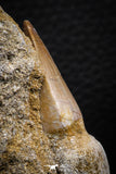 07848 - Top Huge 2.29 Inch Mosasaur (Prognathodon anceps) Rooted Tooth in Matrix Late Cretaceous