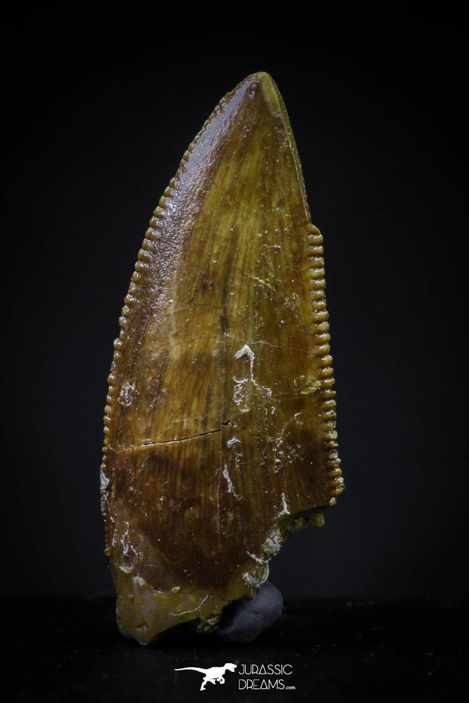 20602 - Astonishing 0.86 Inch Abelisaur Serrated Dinosaur Tooth Cretaceous KemKem Beds