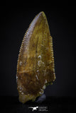 20602 - Astonishing 0.86 Inch Abelisaur Serrated Dinosaur Tooth Cretaceous KemKem Beds