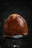 05061 - Top Rare 0.17 Inch Hamadasuchus rebouli Crocodile Tooth Cretaceous KemKem Beds