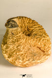 30771 - Well Preserved 0.89 Inch Metacanthina issoumourensis Lower Devonian