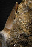 07848 - Top Huge 2.29 Inch Mosasaur (Prognathodon anceps) Rooted Tooth in Matrix Late Cretaceous