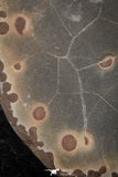 05534 - Top Beautiful Cut and Polished 2.21 Inch Septarian Nodule from South Morocco