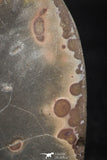 05534 - Top Beautiful Cut and Polished 2.21 Inch Septarian Nodule from South Morocco