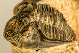 30771 - Well Preserved 0.89 Inch Metacanthina issoumourensis Lower Devonian