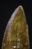 20602 - Astonishing 0.86 Inch Abelisaur Serrated Dinosaur Tooth Cretaceous KemKem Beds