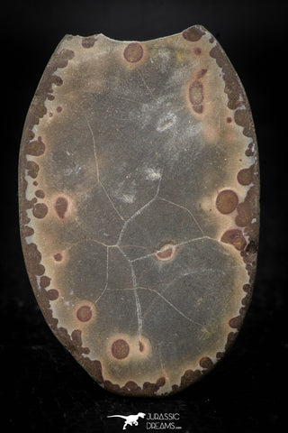 05534 - Top Beautiful Cut and Polished 2.21 Inch Septarian Nodule from South Morocco