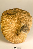 30771 - Well Preserved 0.89 Inch Metacanthina issoumourensis Lower Devonian