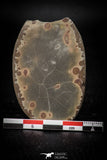 05534 - Top Beautiful Cut and Polished 2.21 Inch Septarian Nodule from South Morocco