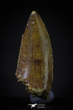 20602 - Astonishing 0.86 Inch Abelisaur Serrated Dinosaur Tooth Cretaceous KemKem Beds