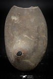 05534 - Top Beautiful Cut and Polished 2.21 Inch Septarian Nodule from South Morocco