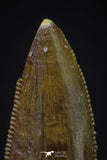 20602 - Astonishing 0.86 Inch Abelisaur Serrated Dinosaur Tooth Cretaceous KemKem Beds