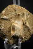 07849 - Top Huge 1.90 Inch Mosasaur (Prognathodon anceps) Rooted Tooth in Matrix Late Cretaceous
