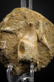 07849 - Top Huge 1.90 Inch Mosasaur (Prognathodon anceps) Rooted Tooth in Matrix Late Cretaceous