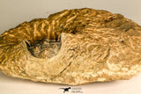 30771 - Well Preserved 0.89 Inch Metacanthina issoumourensis Lower Devonian