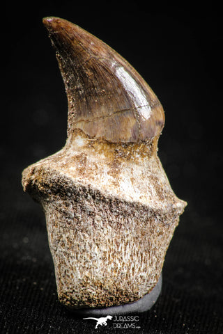 05062 - Top Quality 1.26 Inch Rooted Halisaurus walkeri (Mosasaur) Tooth Cretaceous