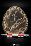 05535 -  Beautiful Cut and Polished 2.14 Inch Septarian Nodule from South Morocco