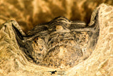 30771 - Well Preserved 0.89 Inch Metacanthina issoumourensis Lower Devonian