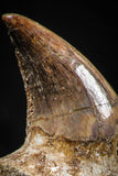 05062 - Top Quality 1.26 Inch Rooted Halisaurus walkeri (Mosasaur) Tooth Cretaceous