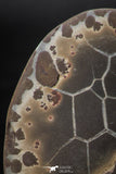 05535 -  Beautiful Cut and Polished 2.14 Inch Septarian Nodule from South Morocco