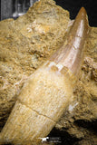 07850 - Well Preserved 2.61 Inch Eremiasaurus heterodontus (Mosasaur) Rooted Tooth in Natural Matrix