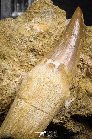 07850 - Well Preserved 2.61 Inch Eremiasaurus heterodontus (Mosasaur) Rooted Tooth in Natural Matrix