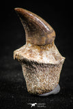 05062 - Top Quality 1.26 Inch Rooted Halisaurus walkeri (Mosasaur) Tooth Cretaceous