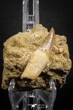 07850 - Well Preserved 2.61 Inch Eremiasaurus heterodontus (Mosasaur) Rooted Tooth in Natural Matrix