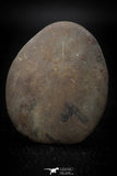 05535 -  Beautiful Cut and Polished 2.14 Inch Septarian Nodule from South Morocco