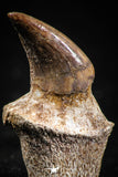 05062 - Top Quality 1.26 Inch Rooted Halisaurus walkeri (Mosasaur) Tooth Cretaceous
