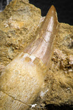 07850 - Well Preserved 2.61 Inch Eremiasaurus heterodontus (Mosasaur) Rooted Tooth in Natural Matrix