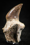 05062 - Top Quality 1.26 Inch Rooted Halisaurus walkeri (Mosasaur) Tooth Cretaceous