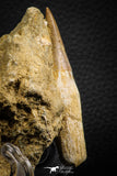 07850 - Well Preserved 2.61 Inch Eremiasaurus heterodontus (Mosasaur) Rooted Tooth in Natural Matrix