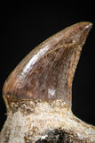 05062 - Top Quality 1.26 Inch Rooted Halisaurus walkeri (Mosasaur) Tooth Cretaceous