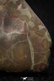 05536 - Top Beautiful Cut and Polished 2.21 Inch Septarian Nodule from South Morocco