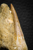07850 - Well Preserved 2.61 Inch Eremiasaurus heterodontus (Mosasaur) Rooted Tooth in Natural Matrix