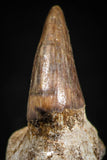 05062 - Top Quality 1.26 Inch Rooted Halisaurus walkeri (Mosasaur) Tooth Cretaceous