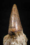 05062 - Top Quality 1.26 Inch Rooted Halisaurus walkeri (Mosasaur) Tooth Cretaceous
