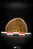 05537 - Top Beautiful Cut and Polished 1.44 Inch Septarian Nodule from South Morocco