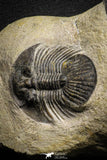 22051 - Top Association Paralejurus spatuliformis + Scabriscutellum sp. Lower Devonian Trilobites