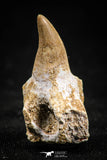 05063 - Top Quality 1.30 Inch Eremiasaurus heterodontus (Mosasaur) Tooth in Jaw Bone Cretaceous